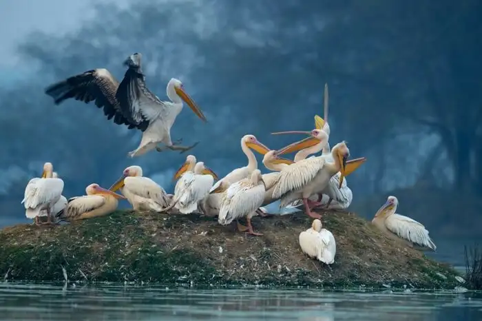 Nelapattu Bird Sanctuary